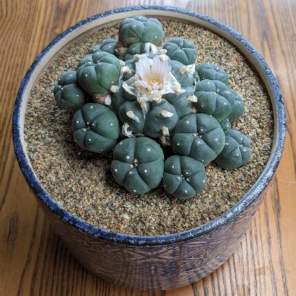 8-year-old Lophophora williamsii