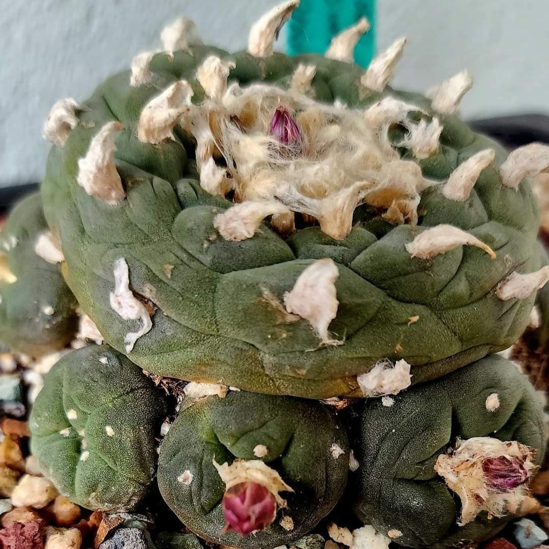10-year-old Lophophora williamsii