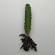 Peruvian Torch Cactus Seedlings (Trichocereus peruviana)