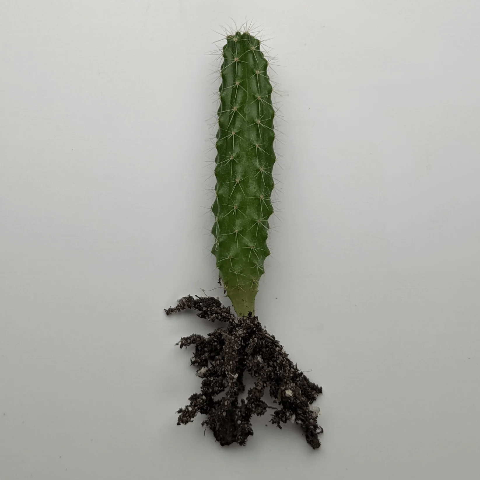 Peruvian Torch Cactus Seedlings (Trichocereus peruviana)