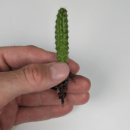 Peruvian Torch Cactus Seedlings (Trichocereus peruviana)