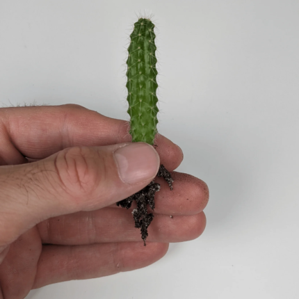 Peruvian Torch Cactus Seedlings (Trichocereus peruviana)
