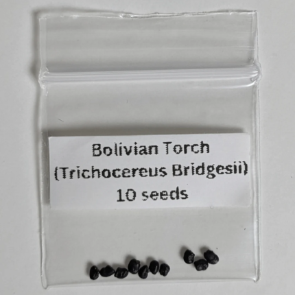 Bolivian Torch Seeds (Trichocereus bridgesii)