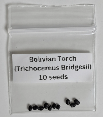 Bolivian Torch Seeds (Trichocereus bridgesii)