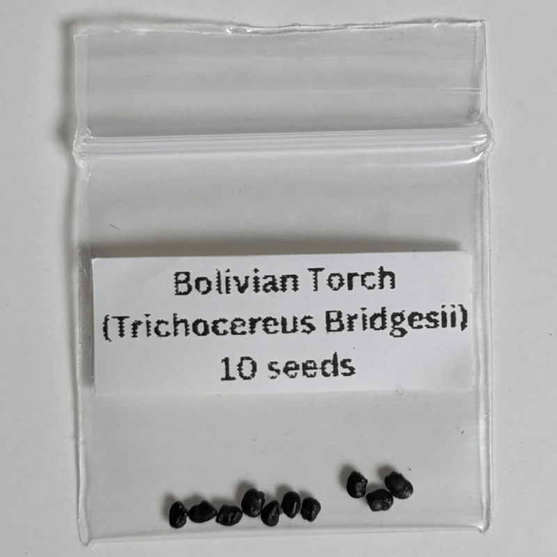 Bolivian Torch Seeds (Trichocereus bridgesii)