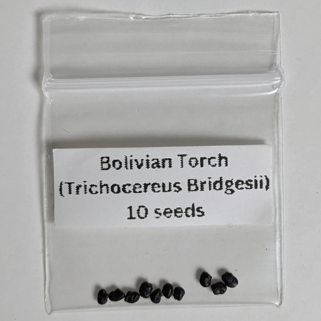 Bolivian Torch Seeds (Trichocereus bridgesii)