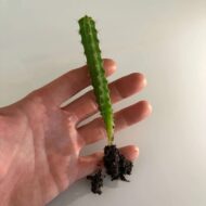 Bolivian Torch Cactus Seedling (Trichocereus bridgesii)
