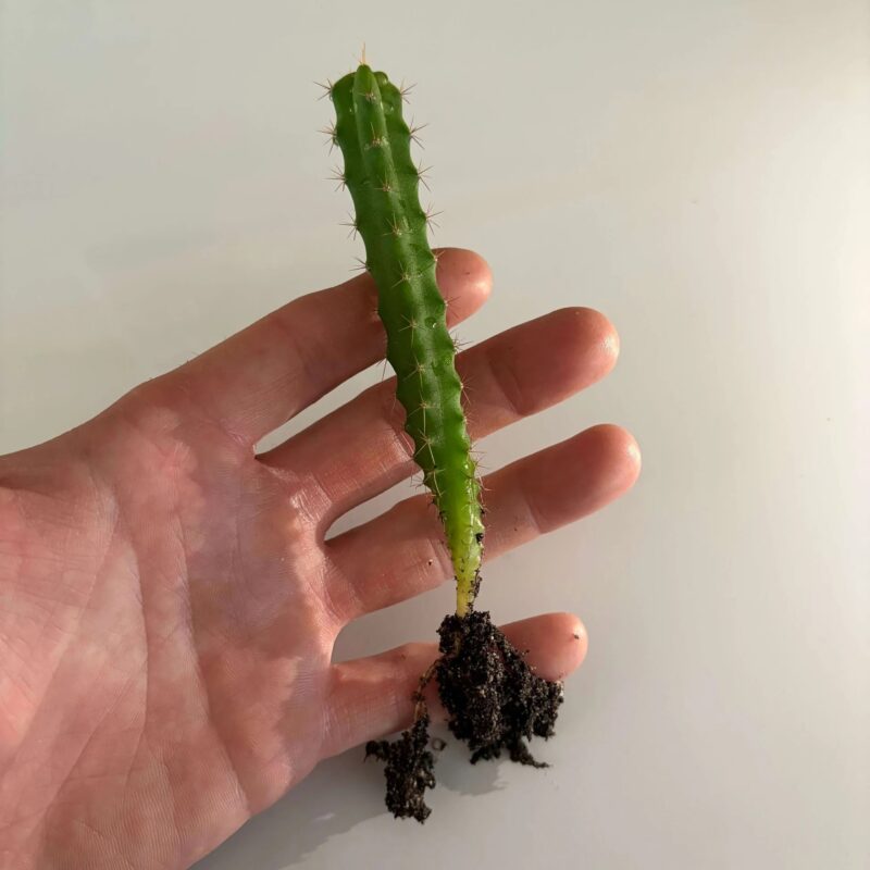 Bolivian Torch Cactus Seedling (Trichocereus bridgesii)