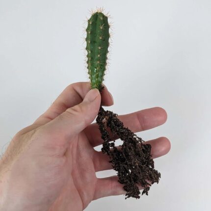 San Pedro Cactus Seedlings (Trichocereus pachanoi)