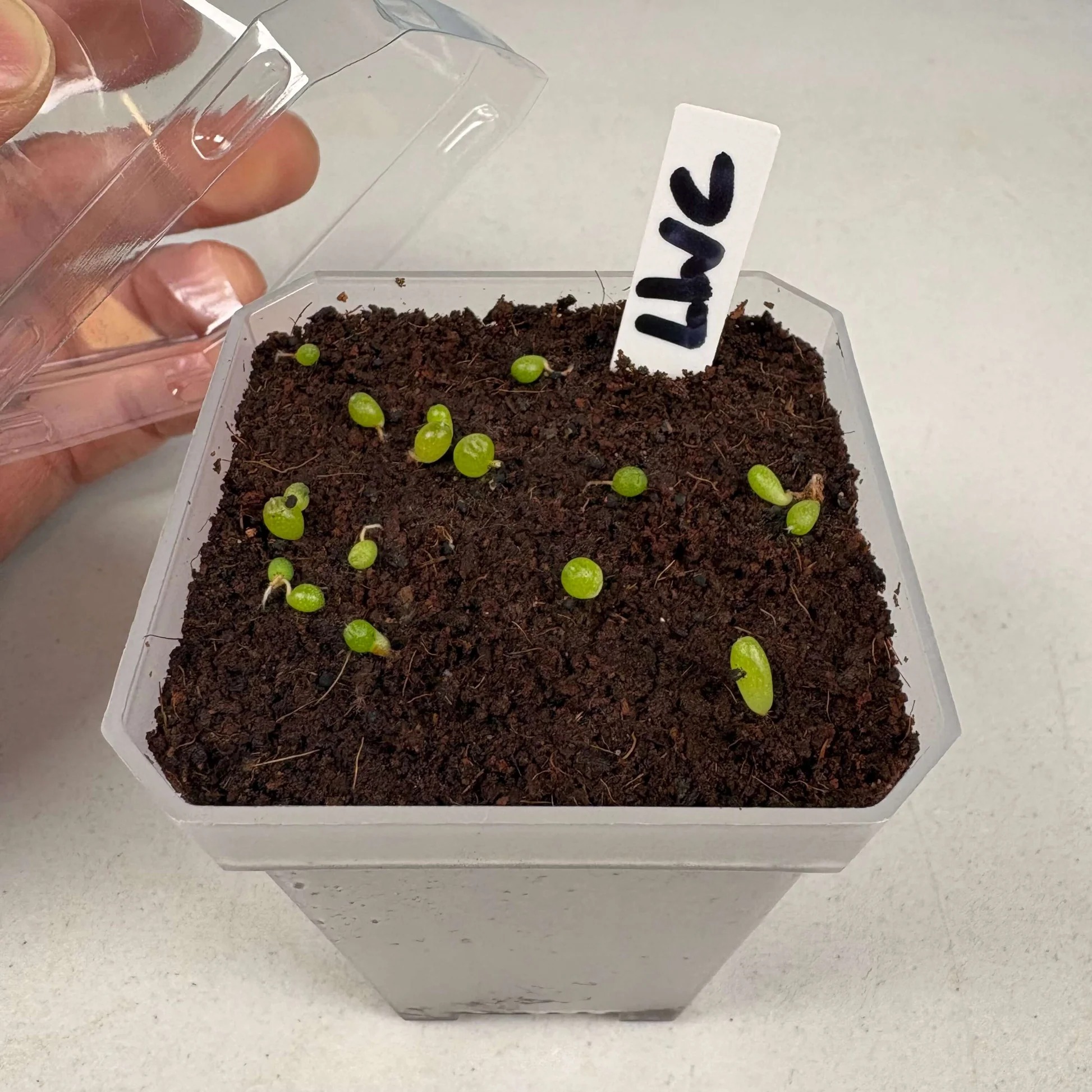 Seed Starting Kit