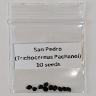 San Pedro Seeds (Trichocereus pachanoi)