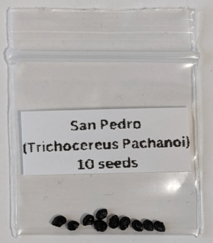 San Pedro Seeds (Trichocereus pachanoi)