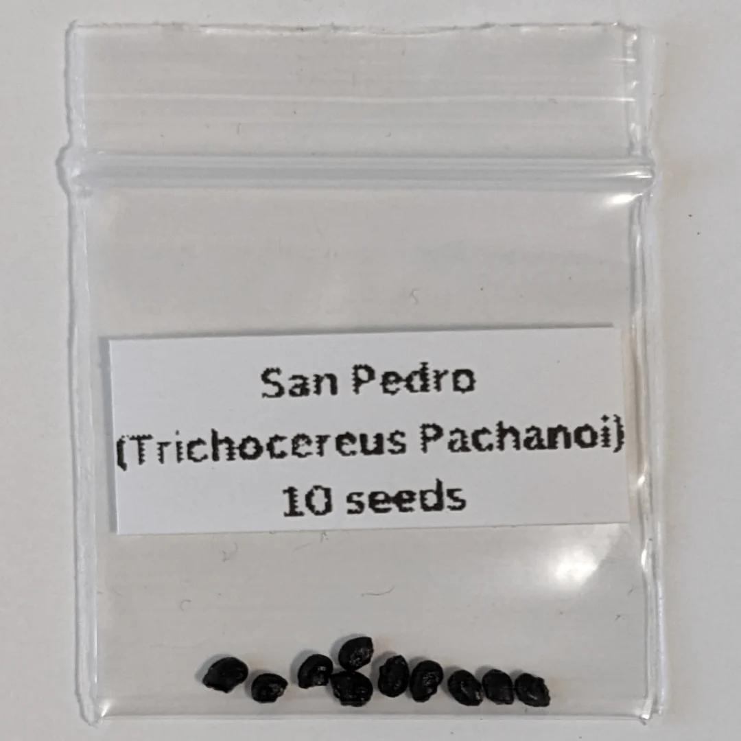 San Pedro Seeds (Trichocereus pachanoi)