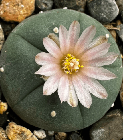 Peyote Seeds (Lophophora williamsii)