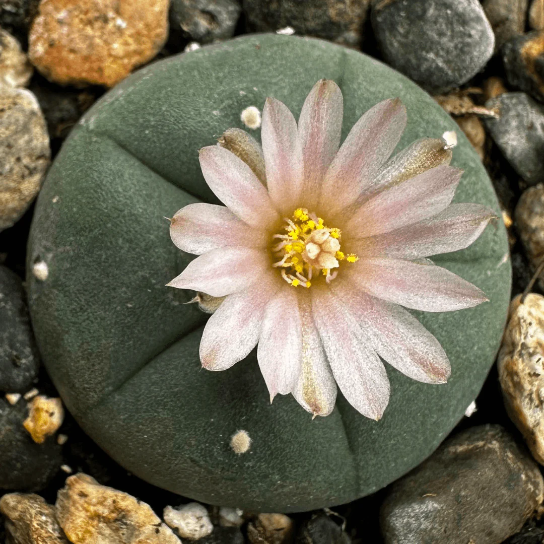 Peyote Seeds (Lophophora williamsii)