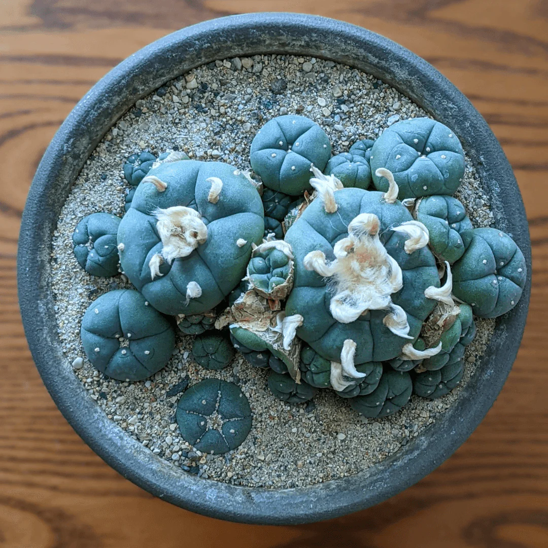 Clustering Peyote Cactus