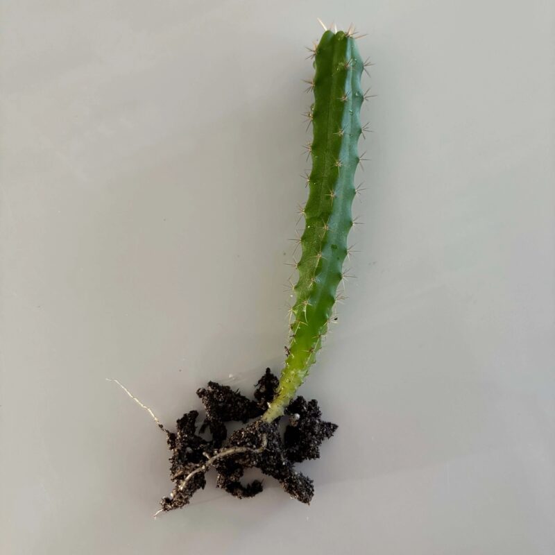 Bolivian Torch Cactus Seedling (Trichocereus bridgesii)