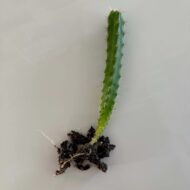 Bolivian Torch Cactus Seedling (Trichocereus bridgesii)