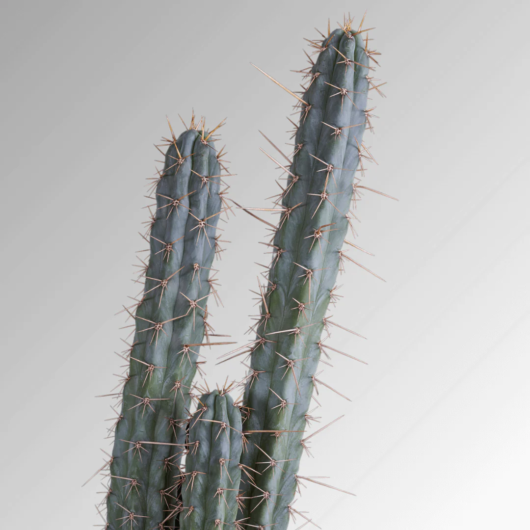 Peruvian Torch Seeds (Trichocereus peruviana)