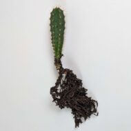 San Pedro Cactus Seedlings (Trichocereus pachanoi)