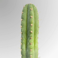 San Pedro Seeds (Trichocereus pachanoi)