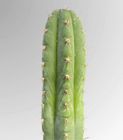 San Pedro Seeds (Trichocereus pachanoi)