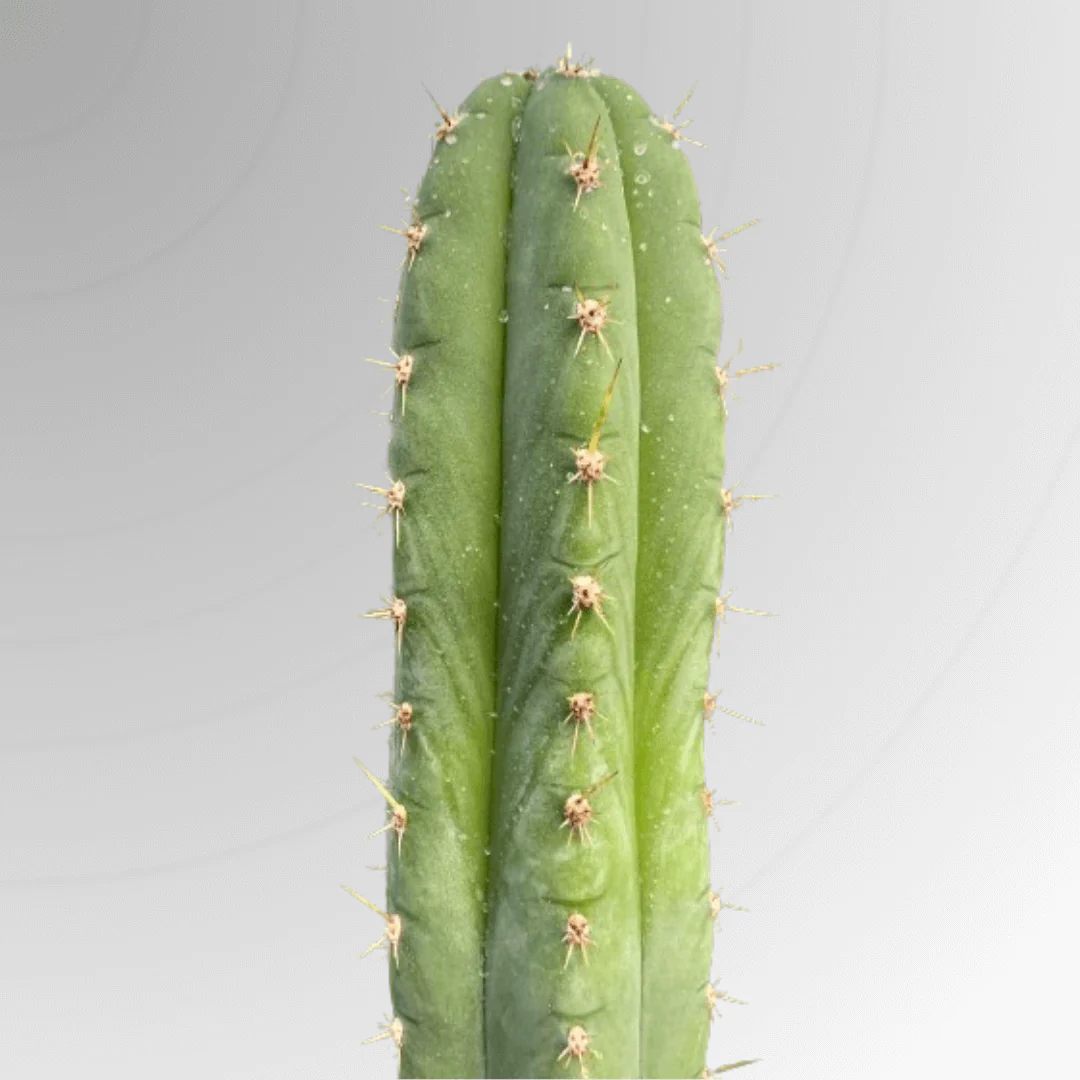 San Pedro Seeds (Trichocereus pachanoi)