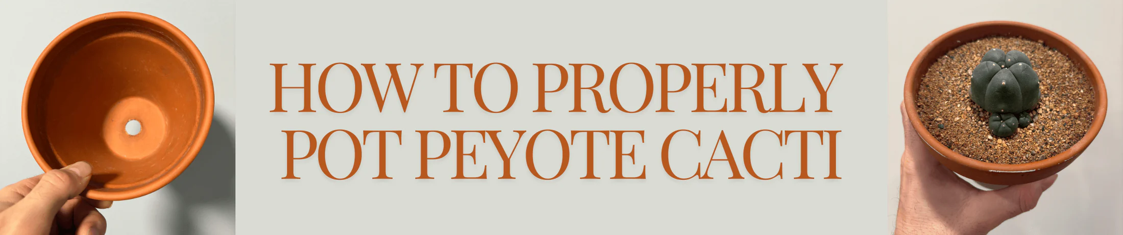 How to Properly Pot Peyote Cacti