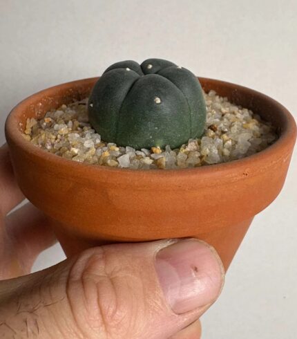 Cactus Potting Kit