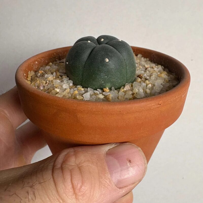 Cactus Potting Kit