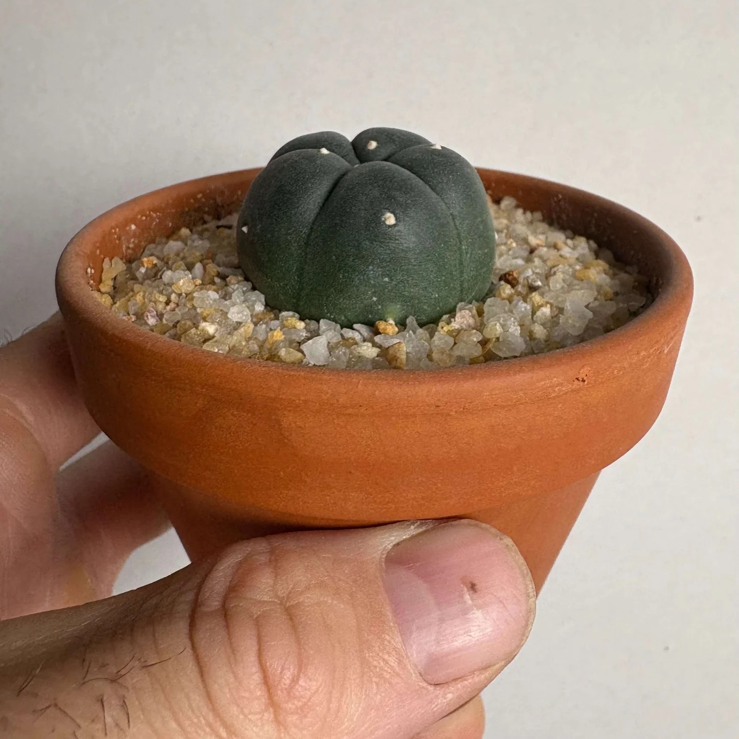 Cactus Potting Kit