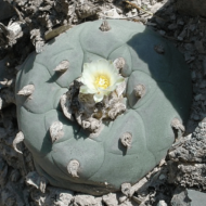 False Peyote Seeds (Lophophora diffusa)