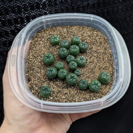 Peyote seedlings(Lophophora williamsii) seedlings