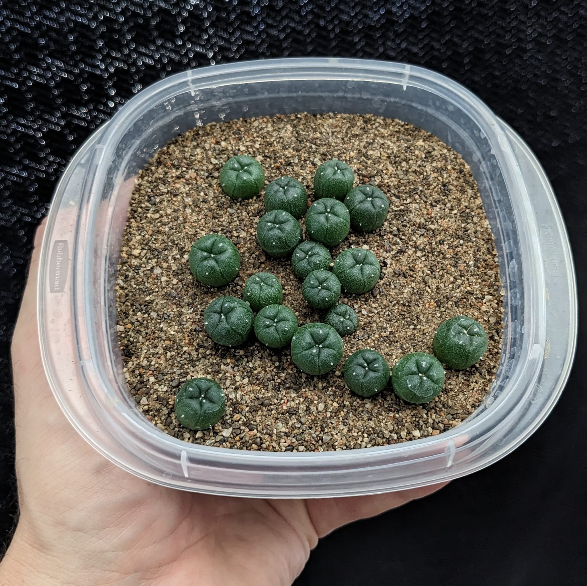Peyote seedlings(Lophophora williamsii) seedlings